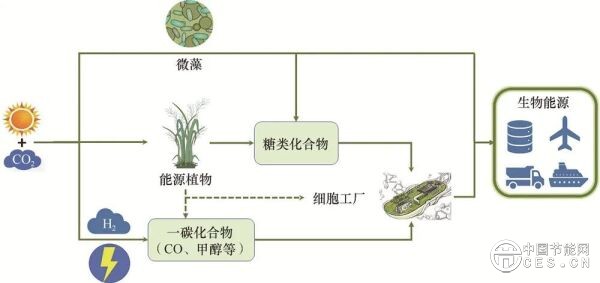 合成生物学如何助力生物能源生产？