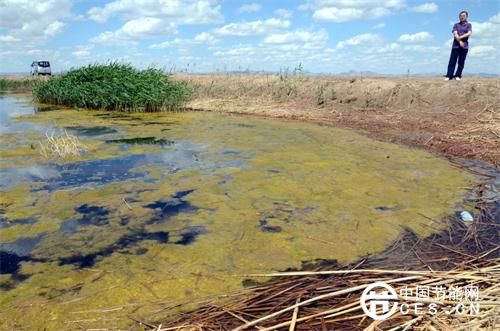 内蒙古乌梁素海水面一度大量黄苔滋生，意味着水体已受到严重污染。